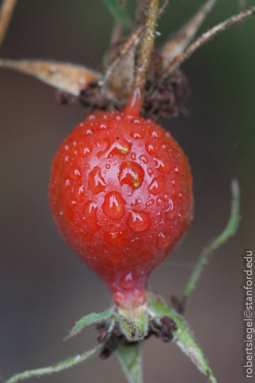 rose hip with dew